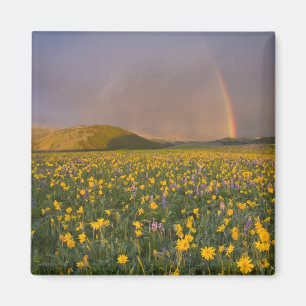 Spectacular wildflower meadow at sunrise in the 2 magnet