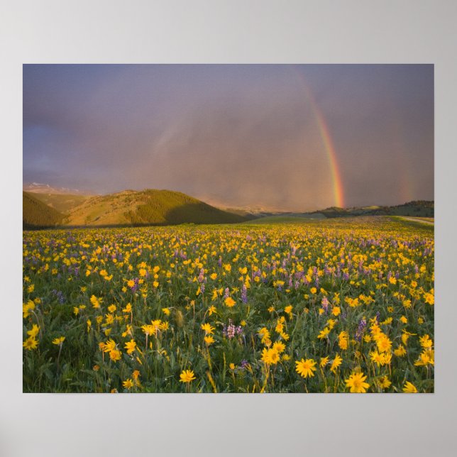 Spectacular wildflower meadow at sunrise in the 2 poster (Front)