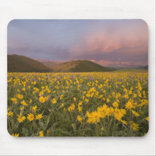 Spectacular wildflower meadow at sunrise in the mouse pad
