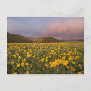 Spectacular wildflower meadow at sunrise in the postcard
