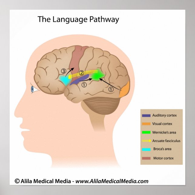 Speech centers of the brain diagram. poster (Front)