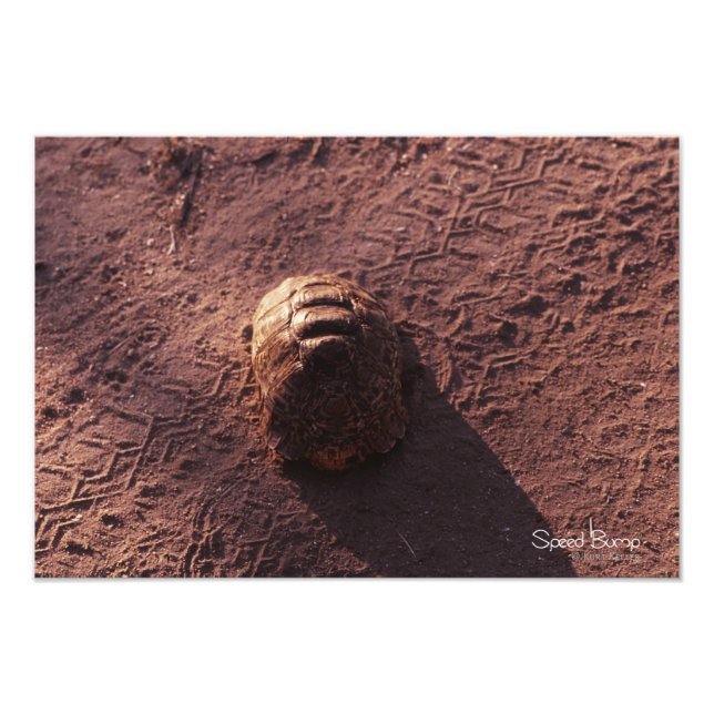 Speed Bump Photo Print (Front)