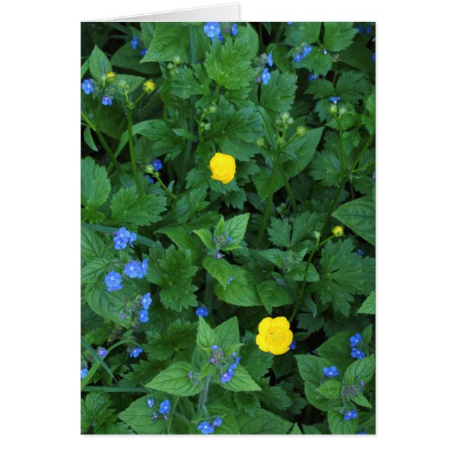 Speedwell and Buttercups (Front)