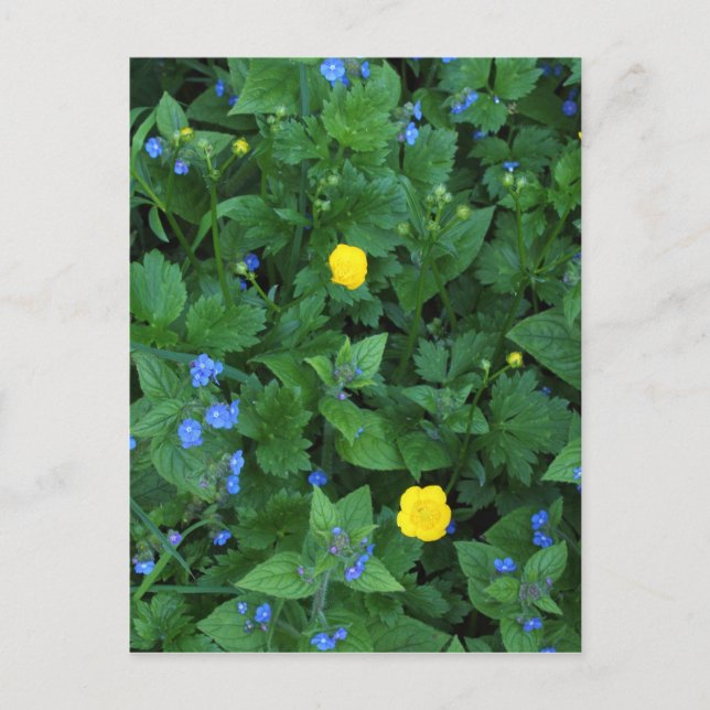 Speedwell and Buttercups Postcard (Front)