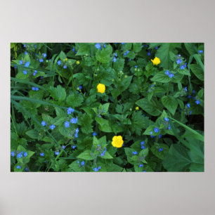 Speedwell and Buttercups Poster