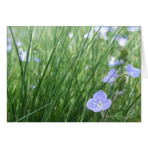Speedwell Flowers Card