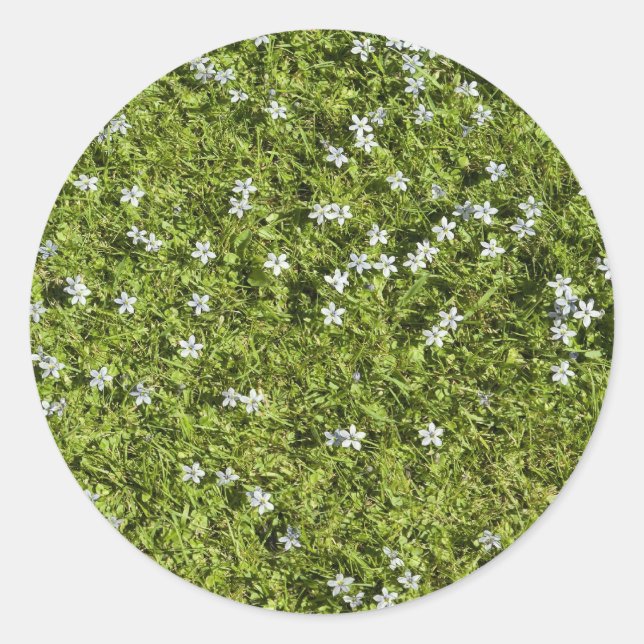 Speedwell Sticker (Front)