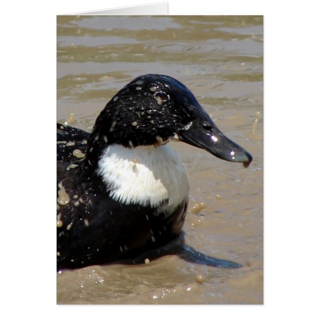 Speedy the duck (Front)