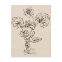 Speenkruid by Willem Wenckebach