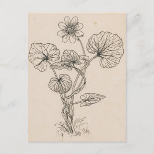 Speenkruid by Willem Wenckebach Postcard