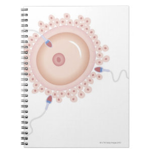Sperm Containing Mutated Gene Notebook