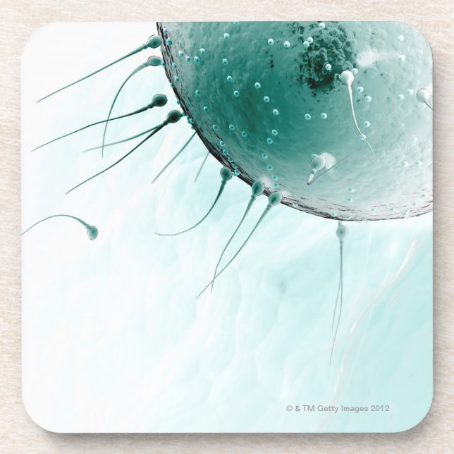 Sperm Fertilising an Ovum. Coaster (Front)