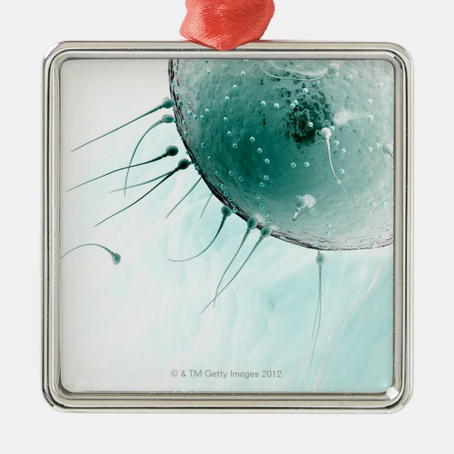 Sperm Fertilising an Ovum. Metal Tree Decoration (Front)