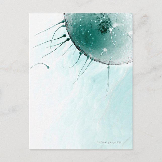 Sperm Fertilising an Ovum. Postcard (Front)