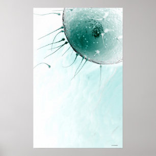 Sperm Fertilising an Ovum. Poster