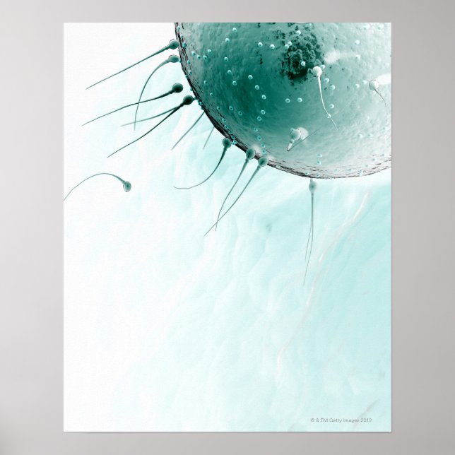 Sperm Fertilising an Ovum. Poster (Front)