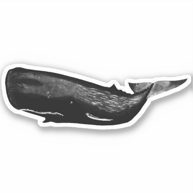 SPERM WHALE (Front)