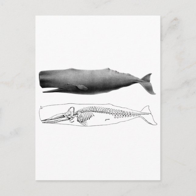 sperm-whale-1 postcard (Front)