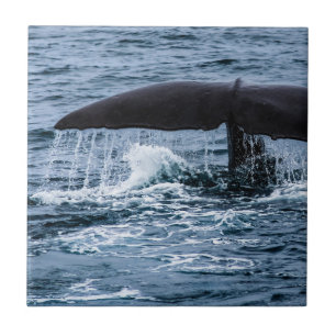 Sperm Whale Ceramic Tile