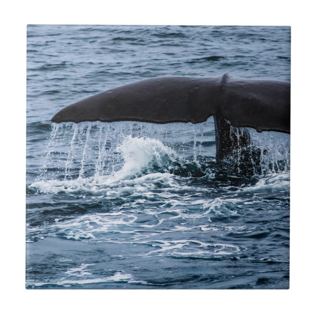 Sperm Whale Ceramic Tile (Front)