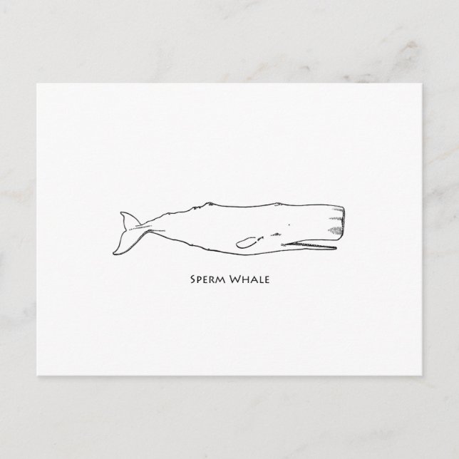 Sperm Whale (line art) Postcard (Front)