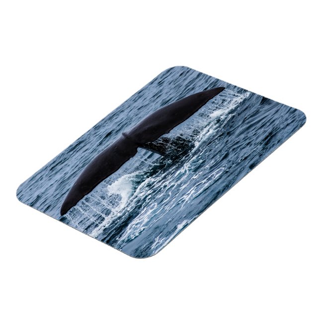 Sperm Whale Magnet (Left Side)