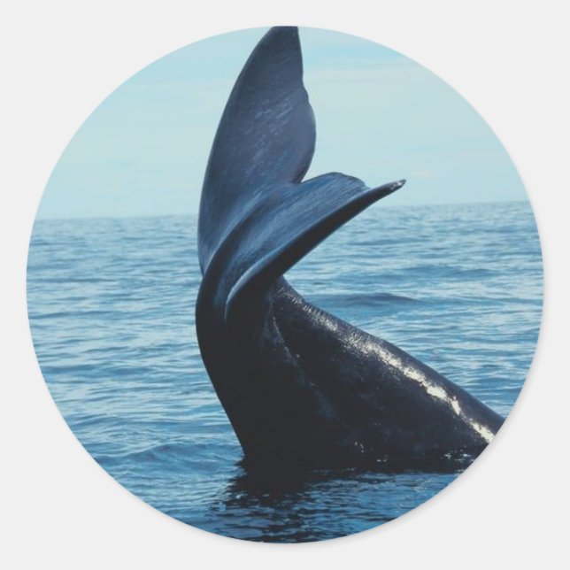 Sperm Whale Tail Classic Round Sticker (Front)