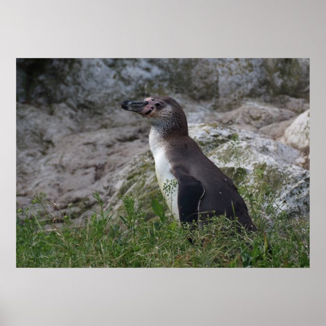 Spheniscus humboldti poster (Front)