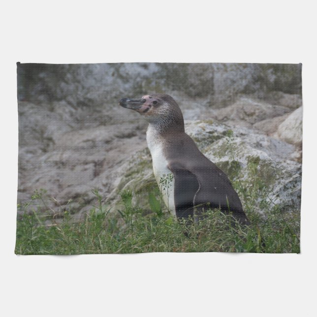 Spheniscus humboldti tea towel (Horizontal)