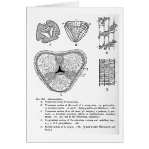 Sphenophyllum art card