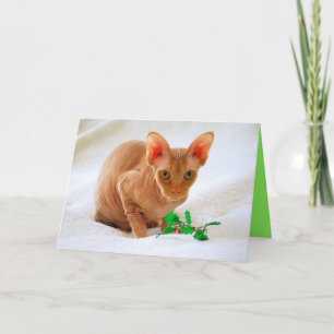 Sphinx Cat Holly Merry Christmas Holiday Card