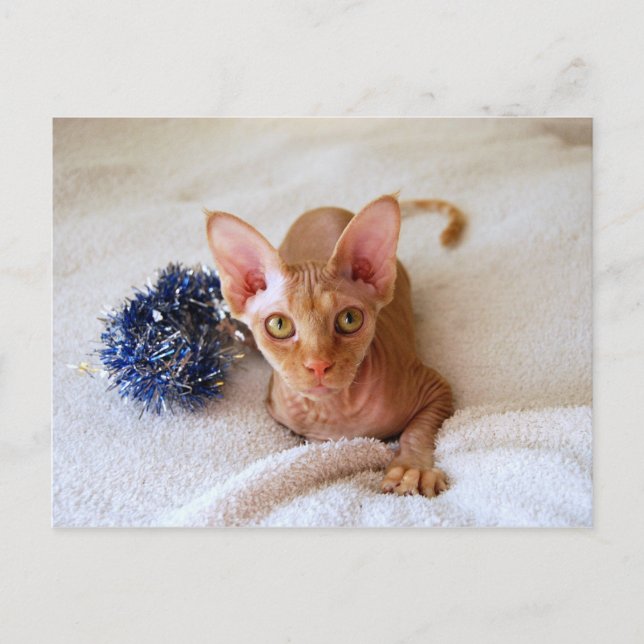 Sphinx Cat with Blue Tinsel Postcard (Front)