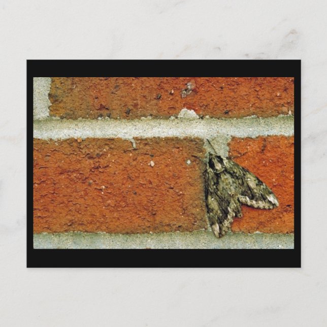 Sphinx moth postcard (Front)