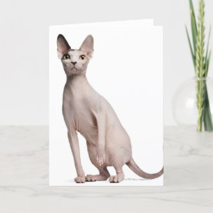 Sphynx (13 months old) card