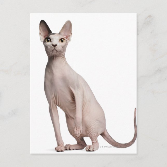 Sphynx (13 months old) postcard (Front)