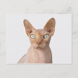 sphynx 3.png postcard