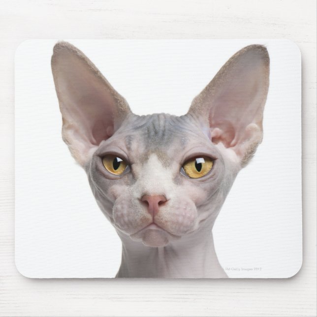 Sphynx (7 months old) mouse pad (Front)