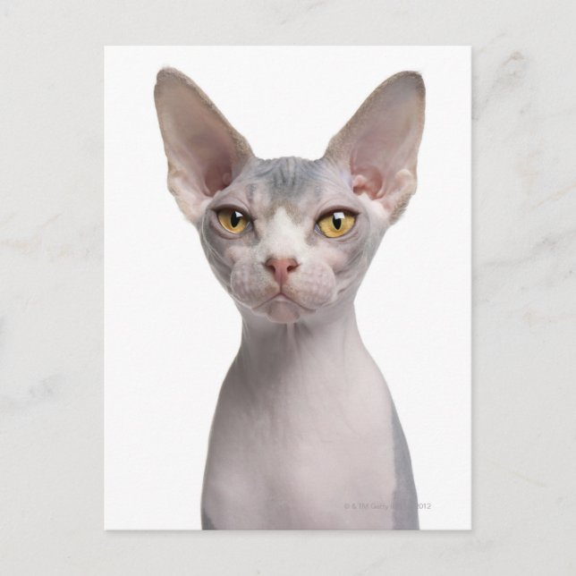 Sphynx (7 months old) postcard (Front)