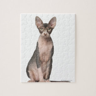 Sphynx (7 months old) sitting jigsaw puzzle