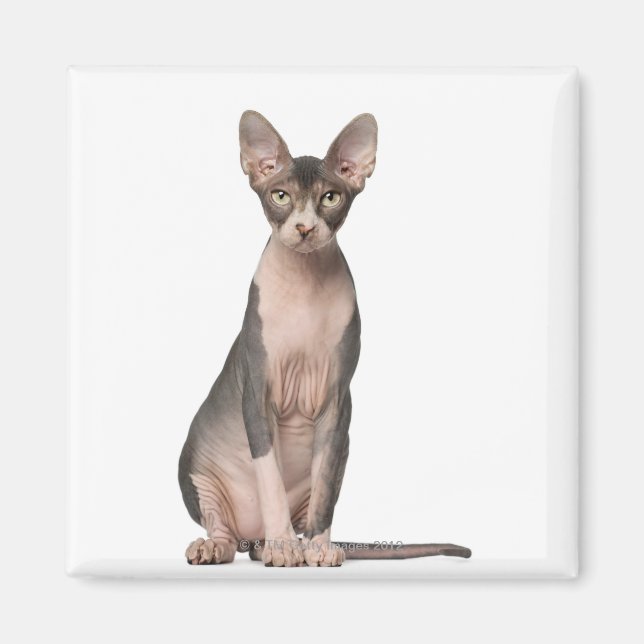 Sphynx (7 months old) sitting magnet (Front)
