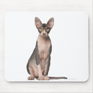 Sphynx (7 months old) sitting mouse pad