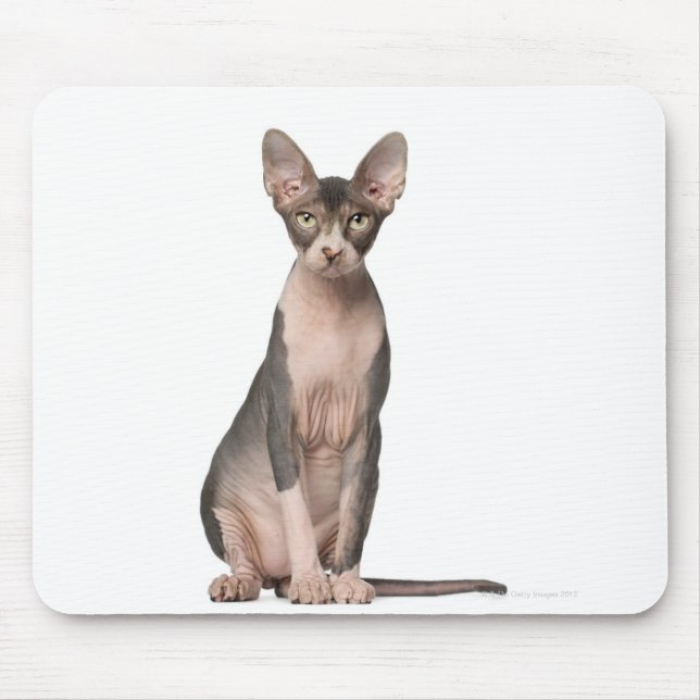 Sphynx (7 months old) sitting mouse pad (Front)