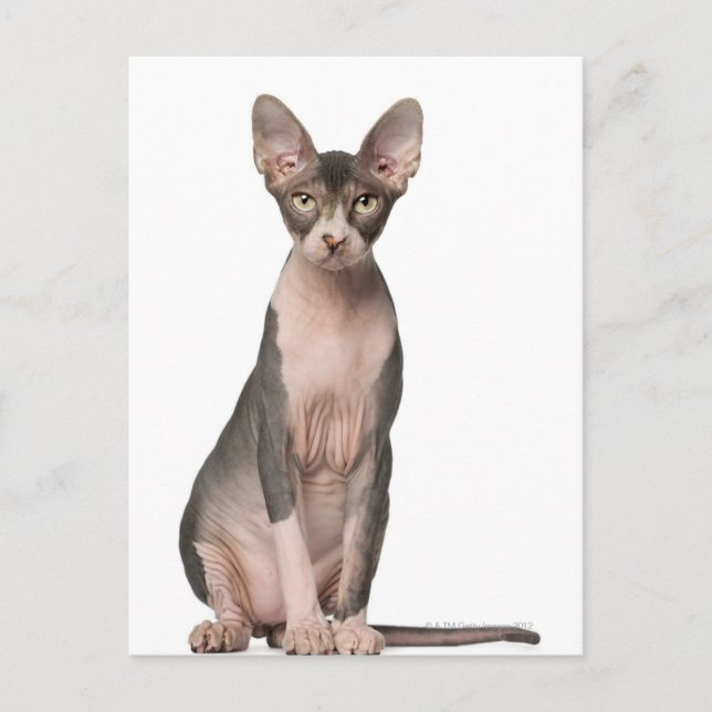 Sphynx (7 months old) sitting postcard (Front)
