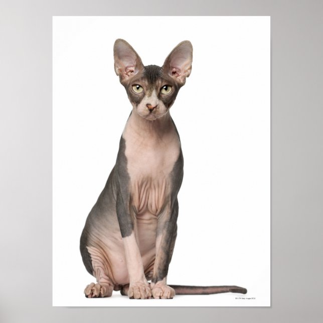 Sphynx (7 months old) sitting poster (Front)