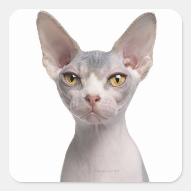 Sphynx (7 months old) square sticker (Front)