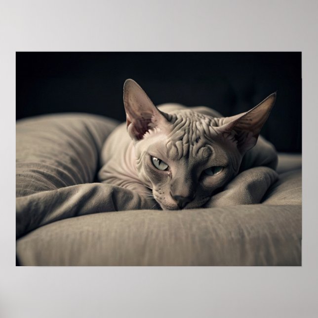 Sphynx Cat Poster (Front)