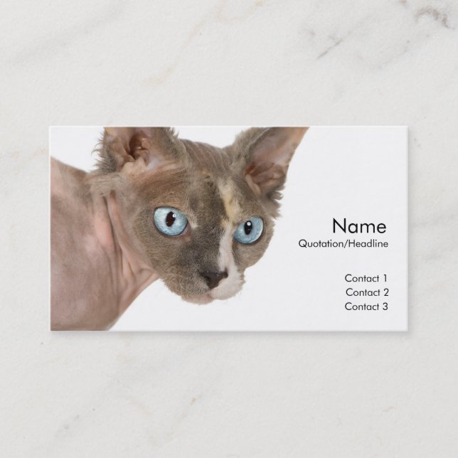 Sphynx Cat Profile Card (Front)