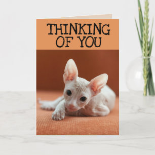 SPHYNX CAT THINKING OF YOU GREETING CARDS