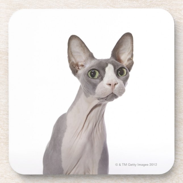Sphynx Cat with surprised expression Coaster (Front)