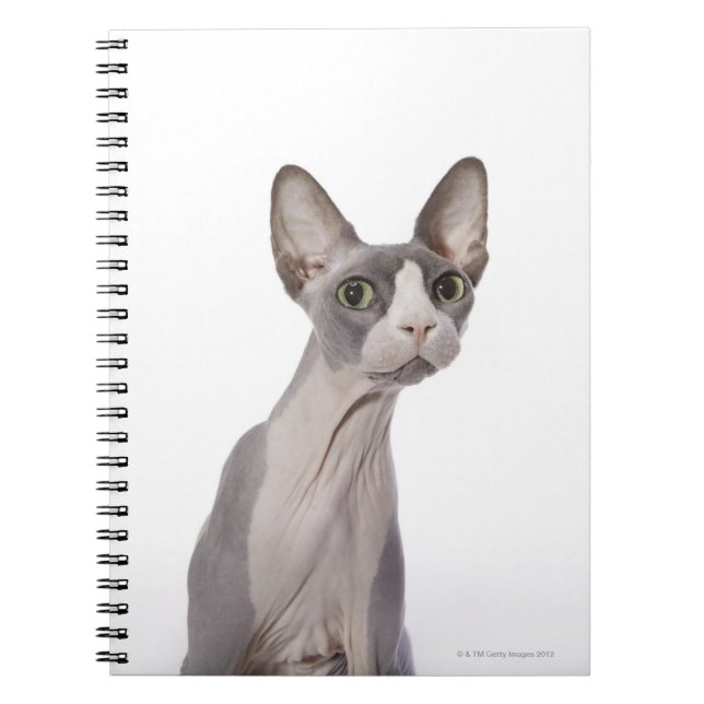 Sphynx Cat with surprised expression Notebook (Front)